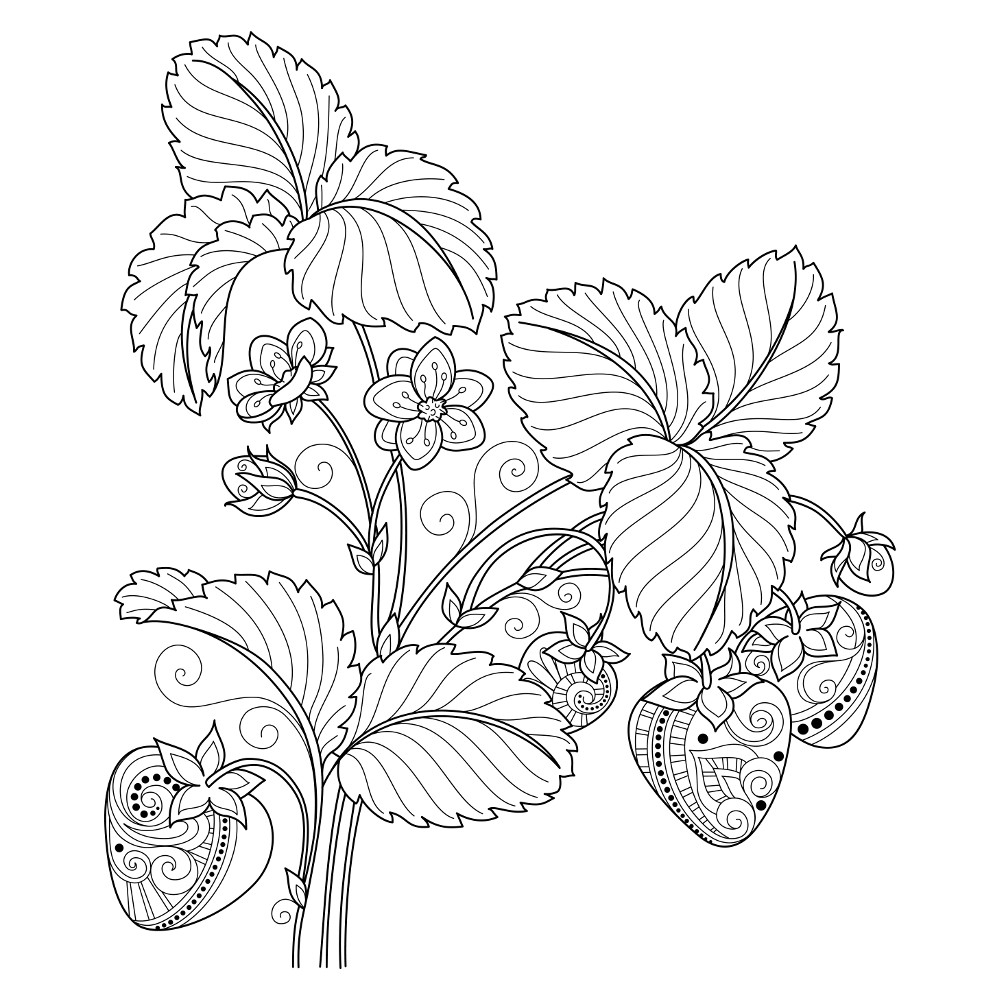 Best Of Fruit Coloring Pages For Adults Collection Printable 1000x1000 Best Of Fruit Coloring Pages For Adults Collection Printable