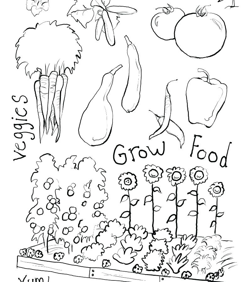 Vegetable Garden Coloring Pages Best Garden Coloring Page For Kids 800x900 Vegetable Garden Coloring Pages Best Garden Coloring Page For Kids