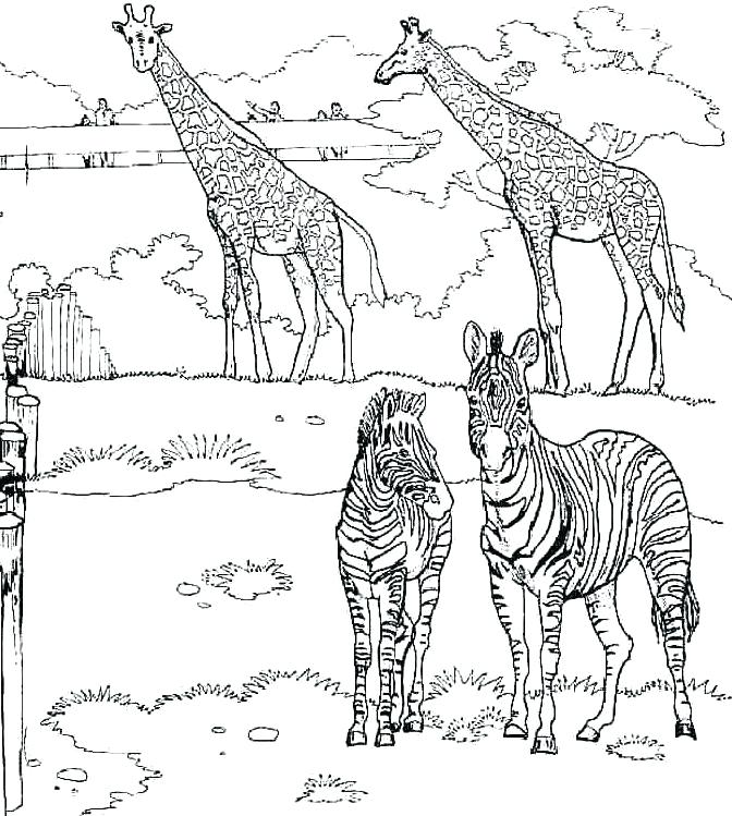 Giraffe Color Page Zebra Coloring Pages Giraffe Coloring Pages 672x749 Giraffe Color Page Zebra Coloring Pages Giraffe Coloring Pages