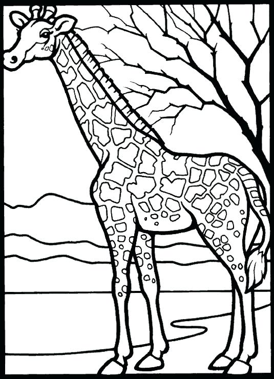 Giraffe Coloring Page Coloring Page Giraffe Giraffe Free Giraffe 535x740 Giraffe Coloring Page Coloring Page Giraffe Giraffe Free Giraffe