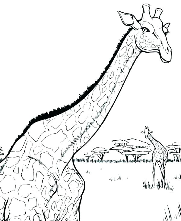 Giraffe Coloring Pages Free Giraffe Coloring Pages For Adults 600x734 Giraffe Coloring Pages Free Giraffe Coloring Pages For Adults