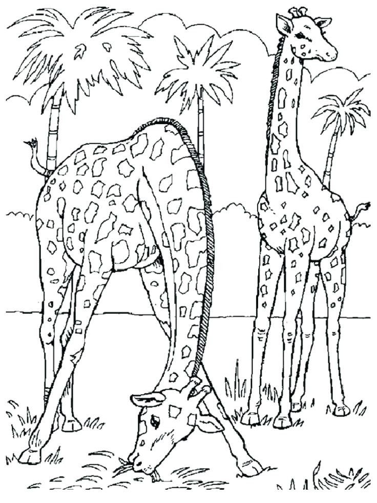 Giraffe Coloring Pages Giraffe Coloring Pages Plus Giraffe 736x981 Giraffe Coloring Pages Giraffe Coloring Pages Plus Giraffe