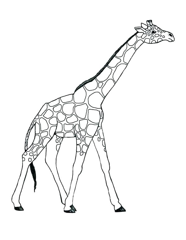 Giraffe Coloring Pages To Print Giraffe Coloring Pages Coloring 600x773 Giraffe Coloring Pages To Print Giraffe Coloring Pages Coloring