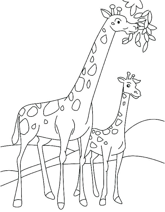 Giraffes Coloring Pages Coloring Page Giraffe Pictures Of Giraffes 560x717 Giraffes Coloring Pages Coloring Page Giraffe Pictures Of Giraffes