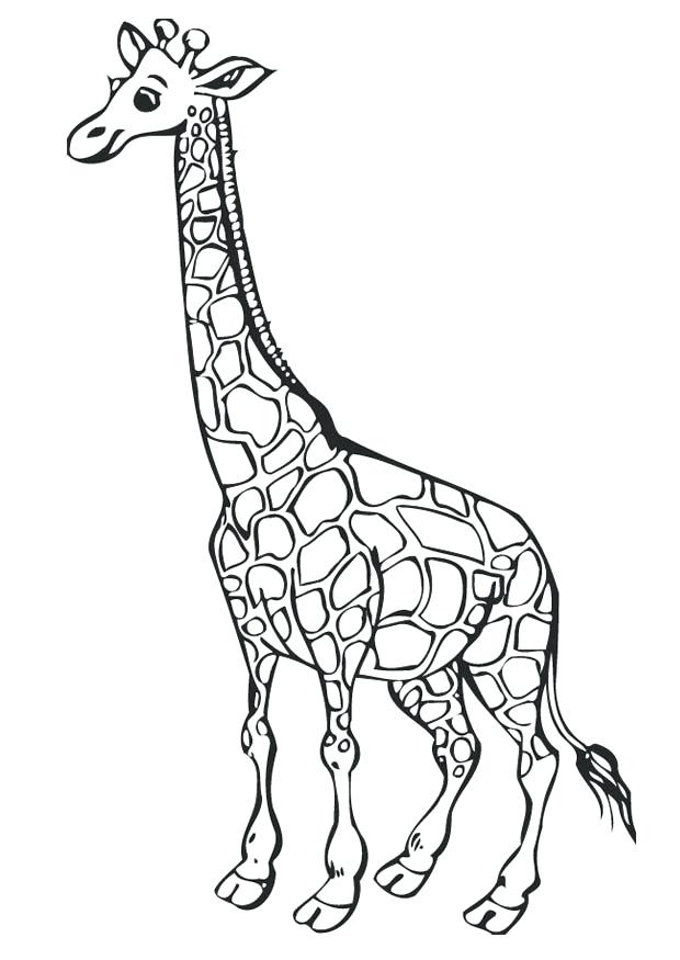 Giraffes Coloring Pages Sweet Giraffe Coloring Page Free Printable 620x875 Giraffes Coloring Pages Sweet Giraffe Coloring Page Free Printable