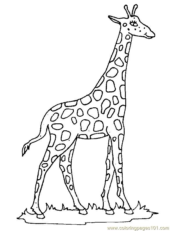 Printable Giraffe Pictures Giraffe 22 Coloring Page Free Giraffe 585x794 Printable Giraffe Pictures Giraffe 22 Coloring Page Free Giraffe
