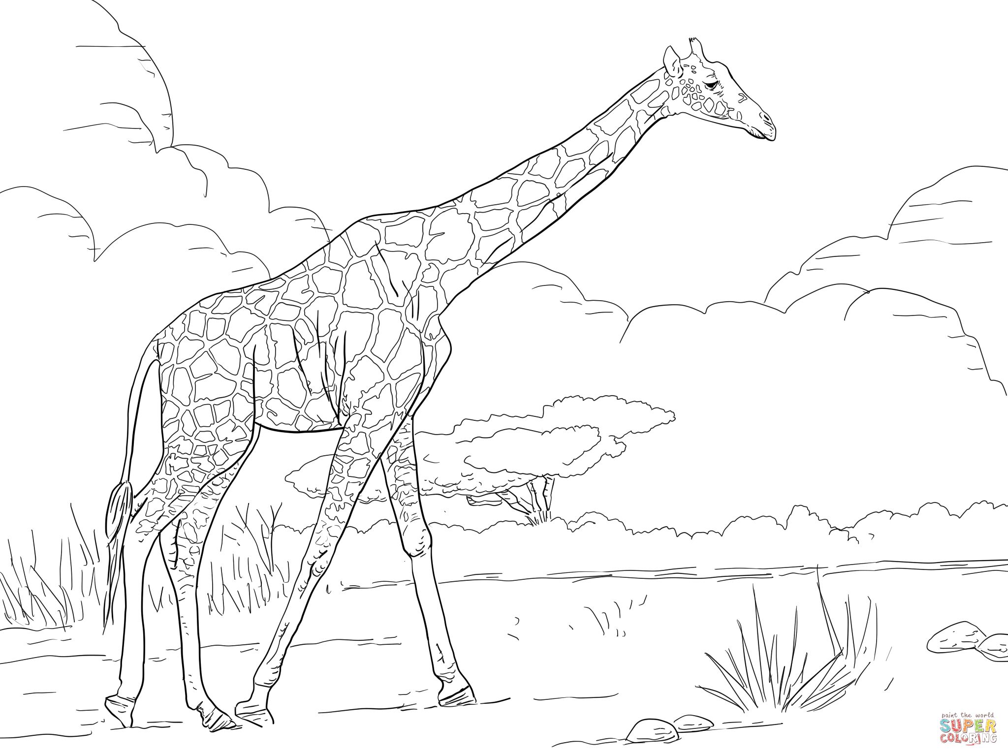 Reticulated Giraffe Coloring Page Free Printable Coloring Pages 2048x1536 Reticulated Giraffe Coloring Page Free Printable Coloring Pages