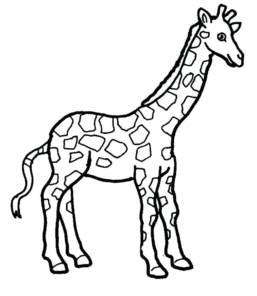 Coloring Pages ~ Giraffe Coloring Page Adult Giraffes Pages 900x1034 Coloring Pages ~ Giraffe Coloring Page Adult Giraffes Pages