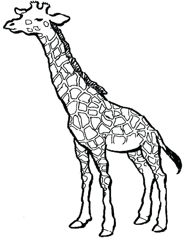 Cute Giraffe Coloring Pages 650x830 Cute Giraffe Coloring Pages