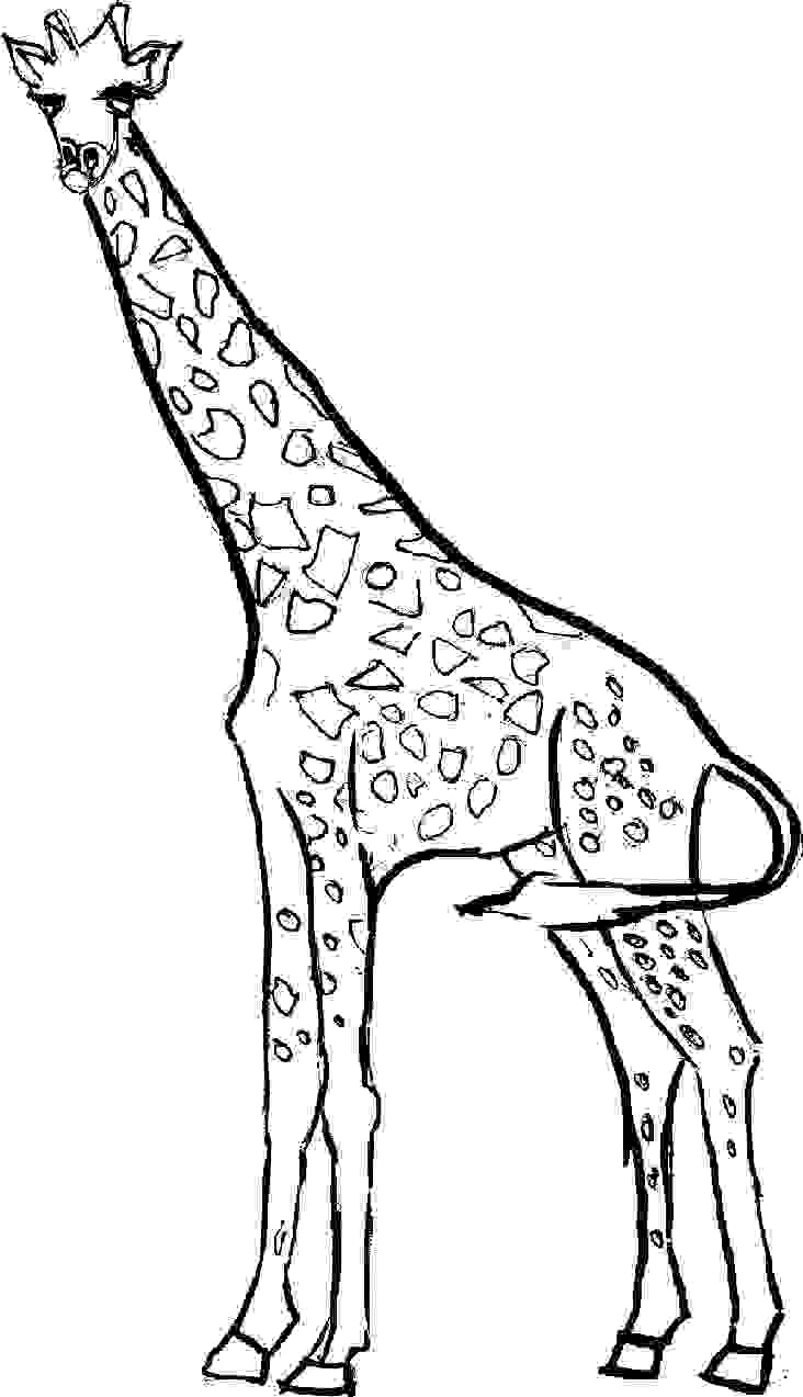 Free Giraffe Coloring Pages 732x1273 Free Giraffe Coloring Pages