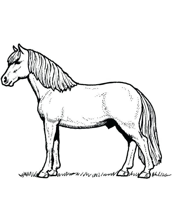595x770 Free Horse Colouring Pages Online