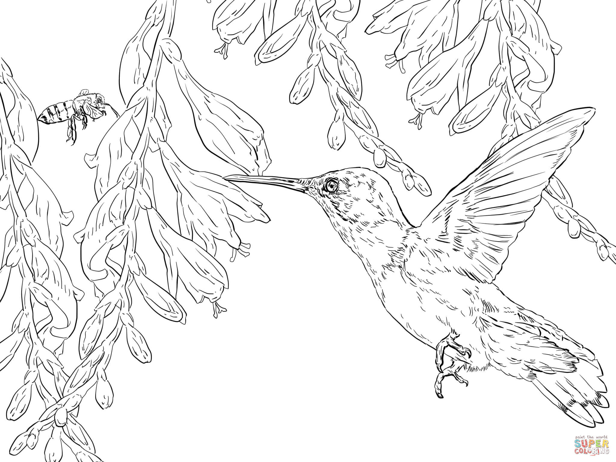 Free Hummingbird Coloring Pages