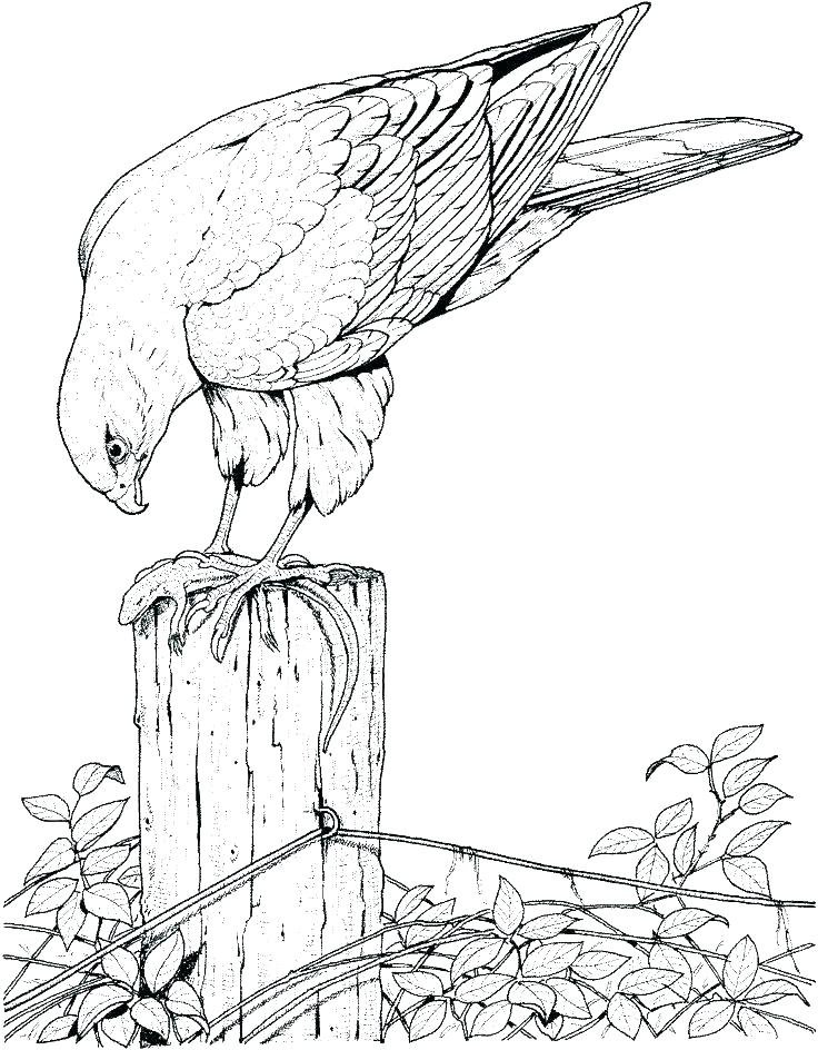 736x944 Free Bird Coloring Pages Also Coloring Pages Of Birds Free Bird