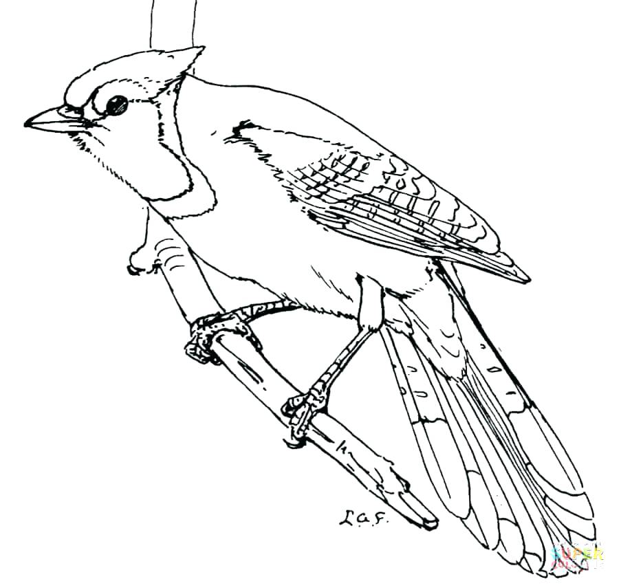 900x852 Hummingbird Coloring Page Free Bird Coloring Pages Free Bird