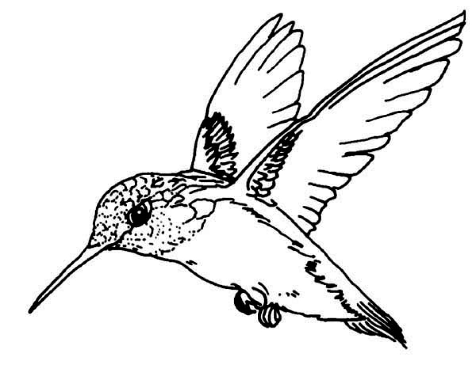 960x768 Hummingbird Coloring Pages Get This Free Hummingbird Coloring