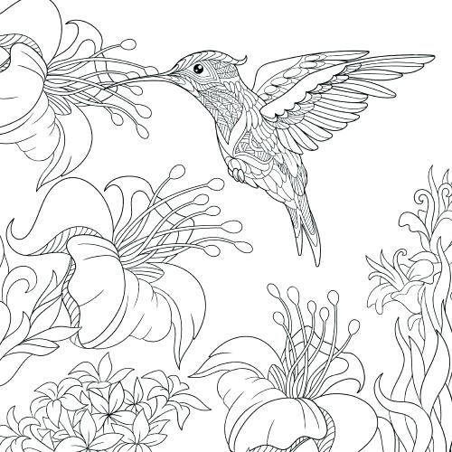 500x500 Coloring Pages Hummingbird Coloring Pages Printable Online Medium