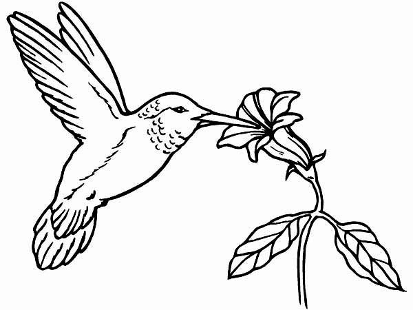 600x450 Hummingbird Coloring Hummingbird Coloring Pages Coloring Pages