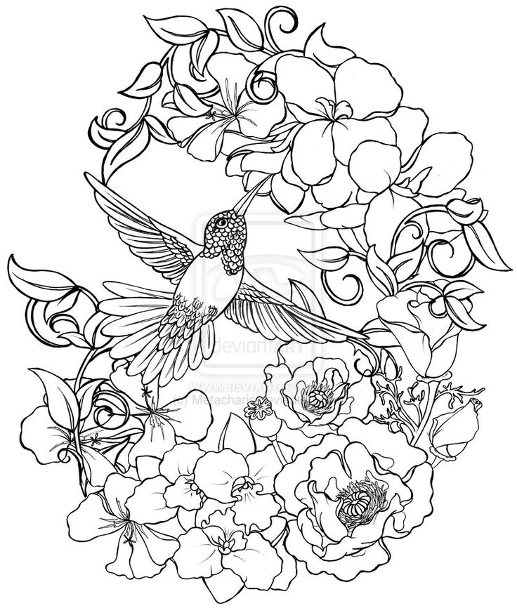 736x866 Splendid Ideas Hummingbird Coloring Pages Page A Free Printable