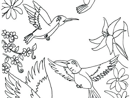 440x330 Coloring Pages Of Hummingbirds Hummingbird Coloring Pictures Free