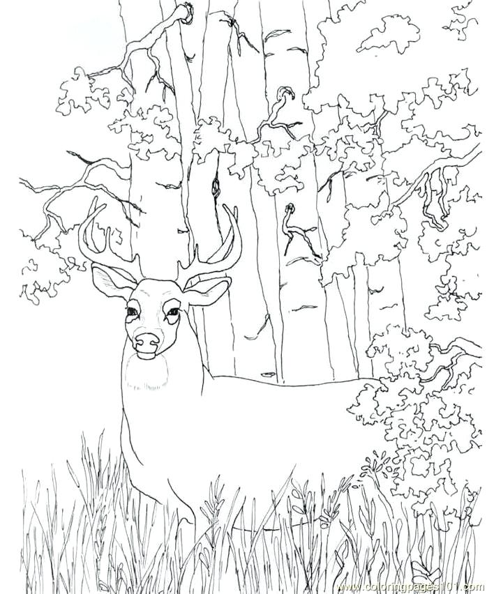 698x852 Printable Deer Hunting Coloring Pages