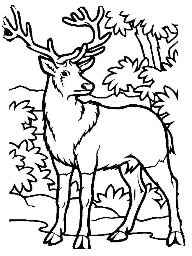 650x866 Hunting Printable Coloring Pages Top 91 Deer Coloring Pages Free
