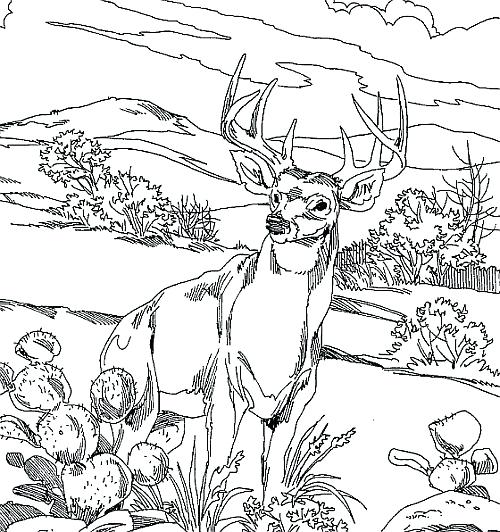 500x532 Deer Hunting Coloring Pages Whitetail Deer Coloring Pages Design