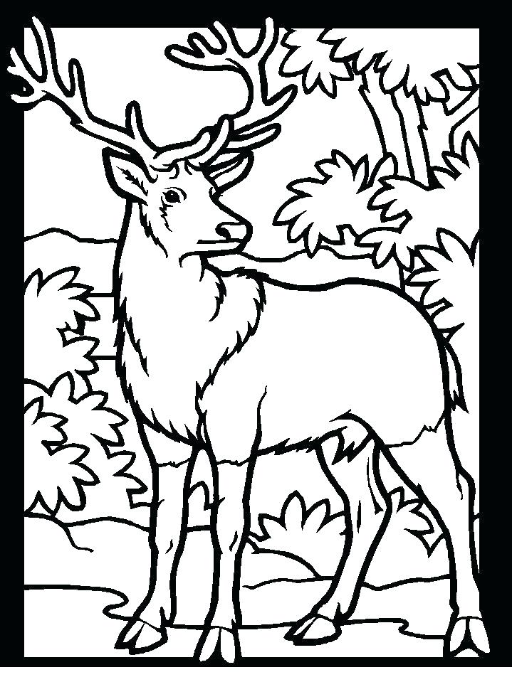 719x959 Deer Printable Coloring Pages Printable Coloring Pages Deer 2