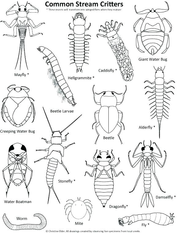 578x760 Coloring Pages Of Insects Insect Coloring Book And Coloring Pages