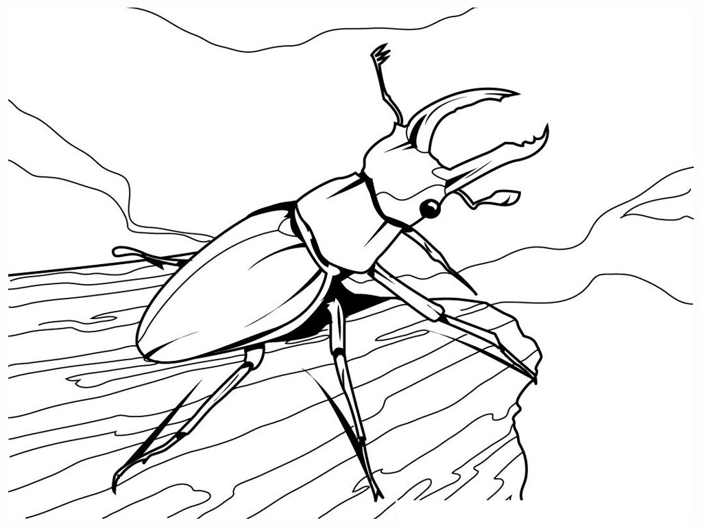 1024x768 Insect Coloring Pages Inspirational Free Printable Bug Coloring