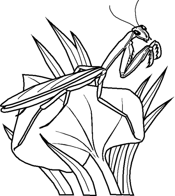 675x757 Top 82 Insect Coloring Pages