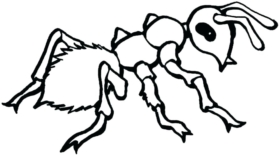981x545 Insect Coloring Pages