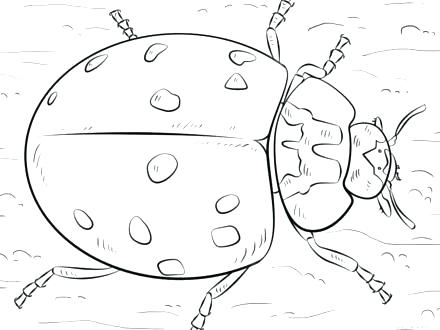 440x330 Coloring Page Ladybug Grandmaman.site