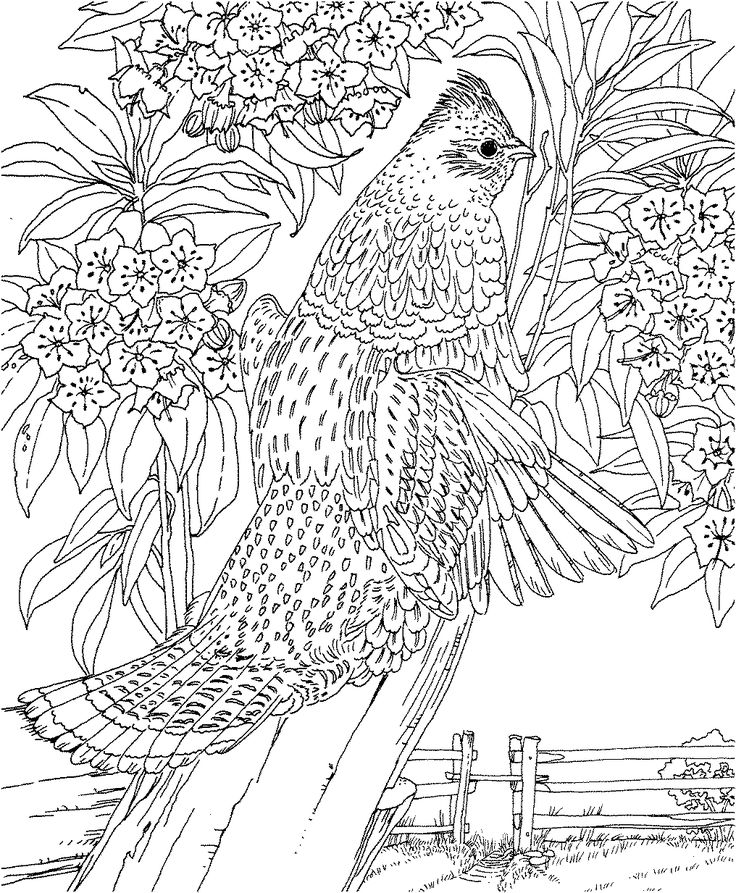 Free Coloring Pages For Adults Print And Color Landscapes Nc 736x893 Free Coloring Pages For Adults Print And Color Landscapes Nc