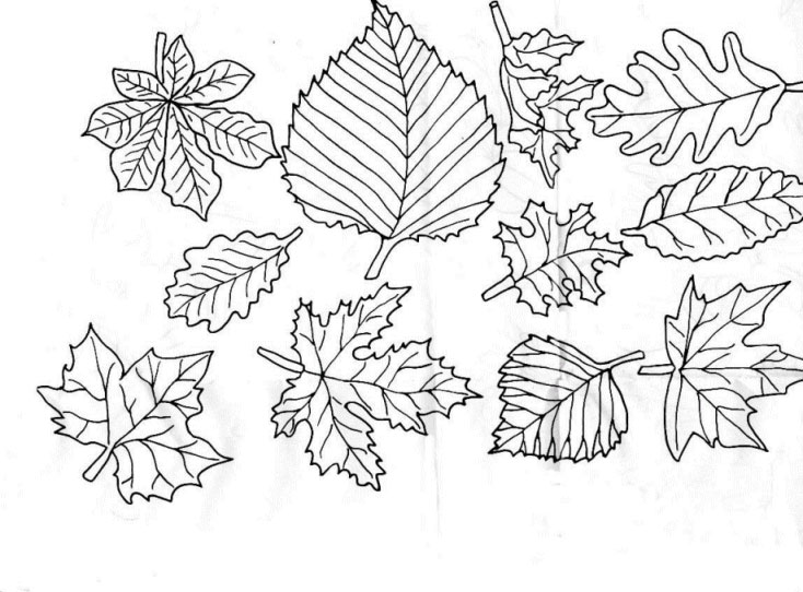 734x542 Leaves Coloring Pages Download