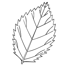 230x230 Top 20 Free Printable Leaf Coloring Pages Online