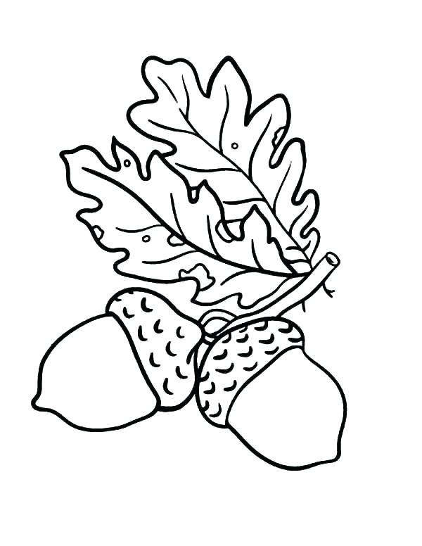 600x776 Acorn Coloring Pages Free Leaf Coloring Pages Free Printable