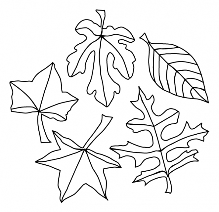 720x699 Free Leaf Coloring Pages Best Fall Leaves Coloring Pages 52