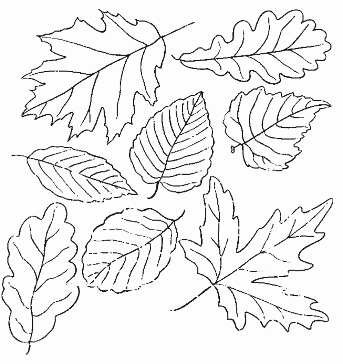 685x726 Coloring Pages Leaves Fall Interesting Leaf Coloring Pages 39