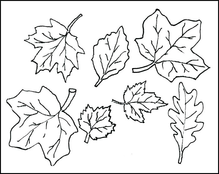700x555 Coloring Pages Leaves Printable Leaves Coloring Pages Leaf