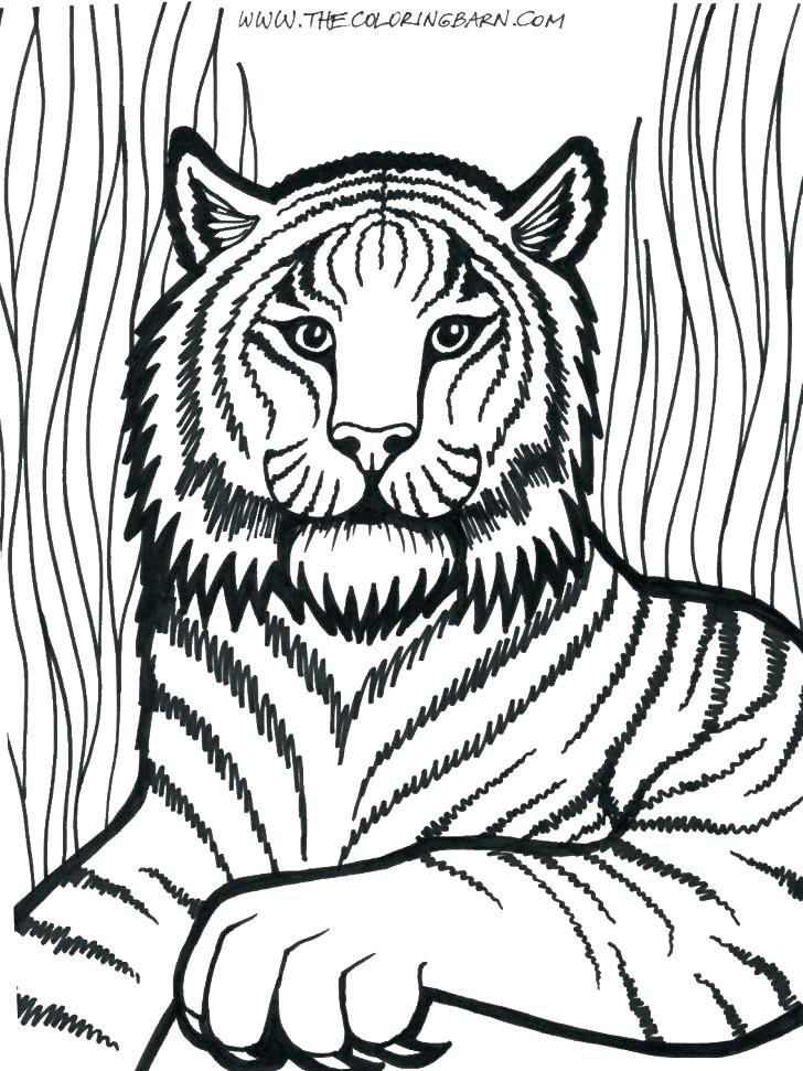 Coloring Pages Of Lions Coloring Pictures Of Lions Lion Coloring 728x971 Coloring Pages Of Lions Coloring Pictures Of Lions Lion Coloring