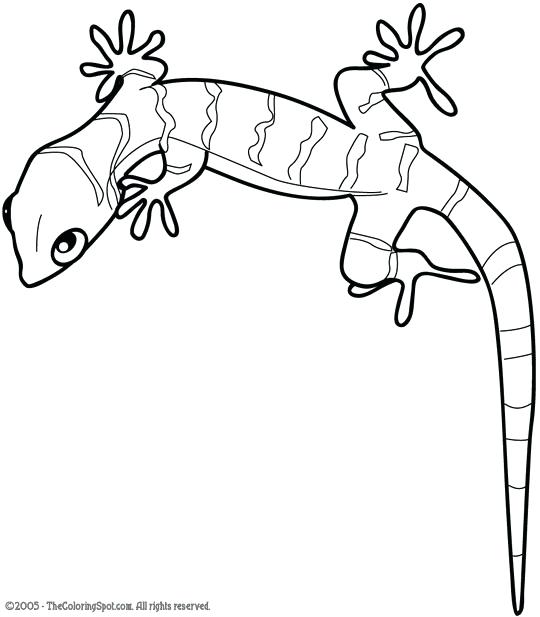 Lizard Coloring Growth Gecko Coloring Page Animal Pages Lizard 540x617 Lizard Coloring Growth Gecko Coloring Page Animal Pages Lizard
