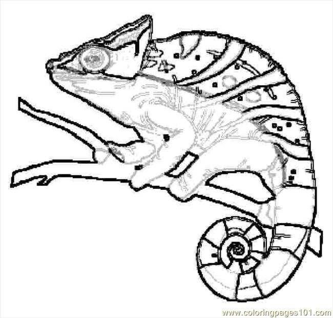 650x620 Lizard Coloring Page
