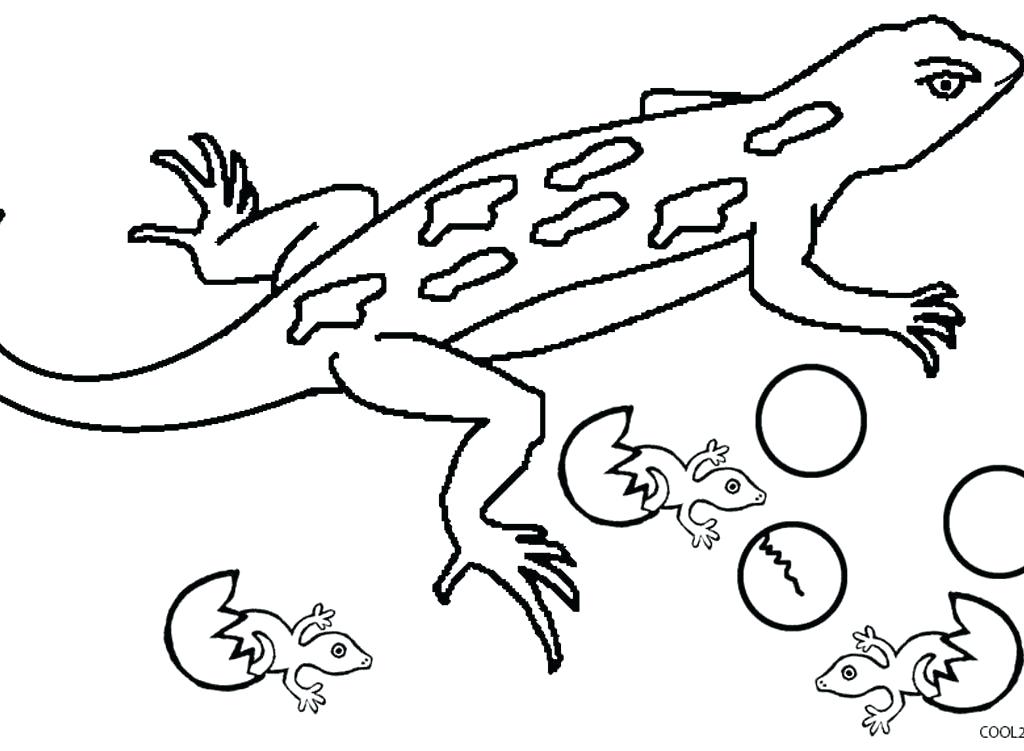 Lizard Coloring Pages Common Collared Lizard Coloring Page Free 1024x751 Lizard Coloring Pages Common Collared Lizard Coloring Page Free
