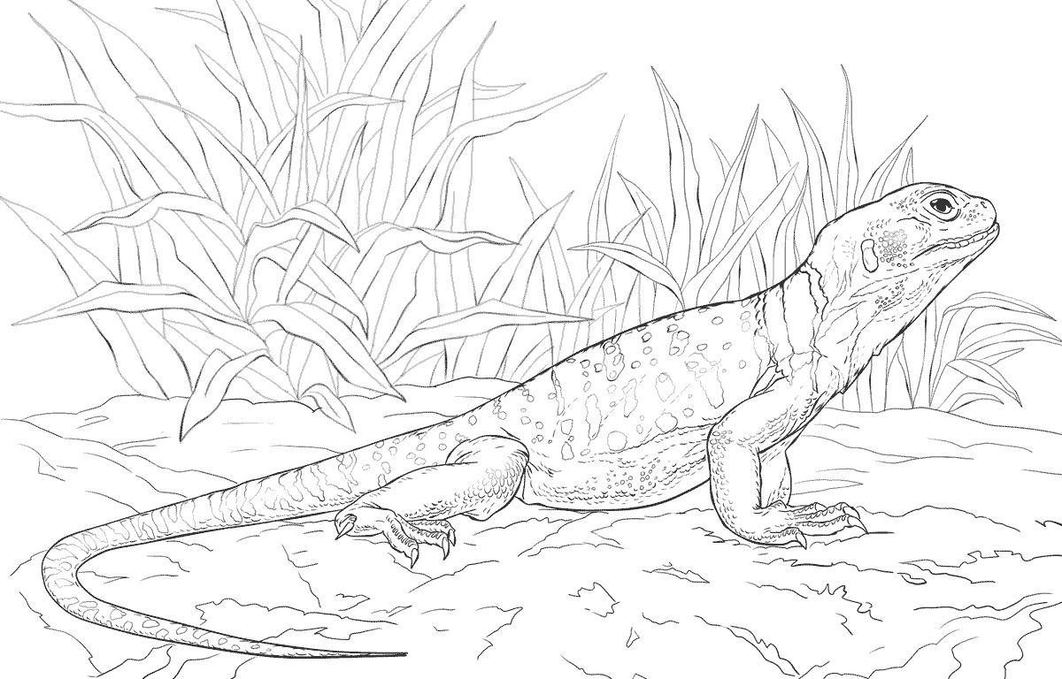 Realistic Lizard Coloring Page To Print Animals Printable Basilisk 1200x768 Realistic Lizard Coloring Page To Print Animals Printable Basilisk