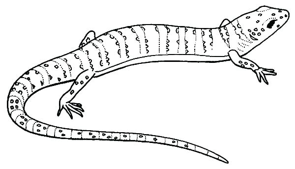 Reptile Coloring Pages Lizard Coloring Pages Free Printable Lizard 600x344 Reptile Coloring Pages Lizard Coloring Pages Free Printable Lizard