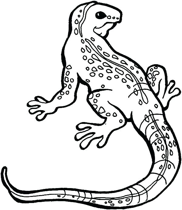 Lizard Coloring 600x690 Lizard Coloring