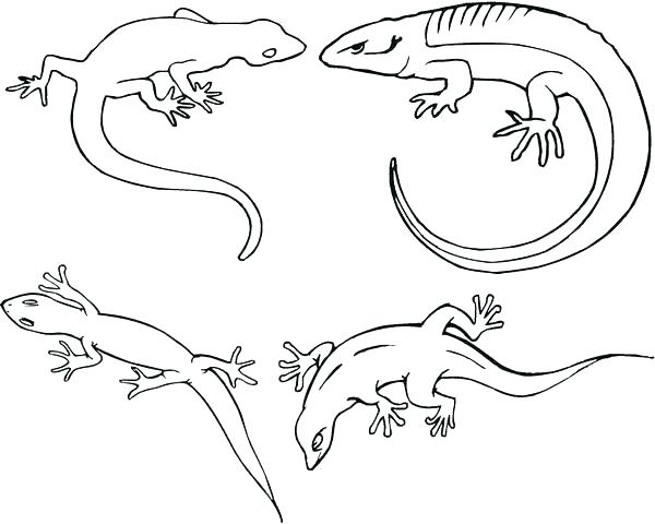 Gecko Coloring Page Lizard Coloring Pages Reptiles Coloring Pages 600x480 Gecko Coloring Page Lizard Coloring Pages Reptiles Coloring Pages