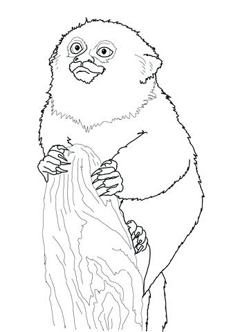 Monkey Coloring Pages Baby Tunes Cute Monkey Coloring Pages Sheets 360x480 Monkey Coloring Pages Baby Tunes Cute Monkey Coloring Pages Sheets