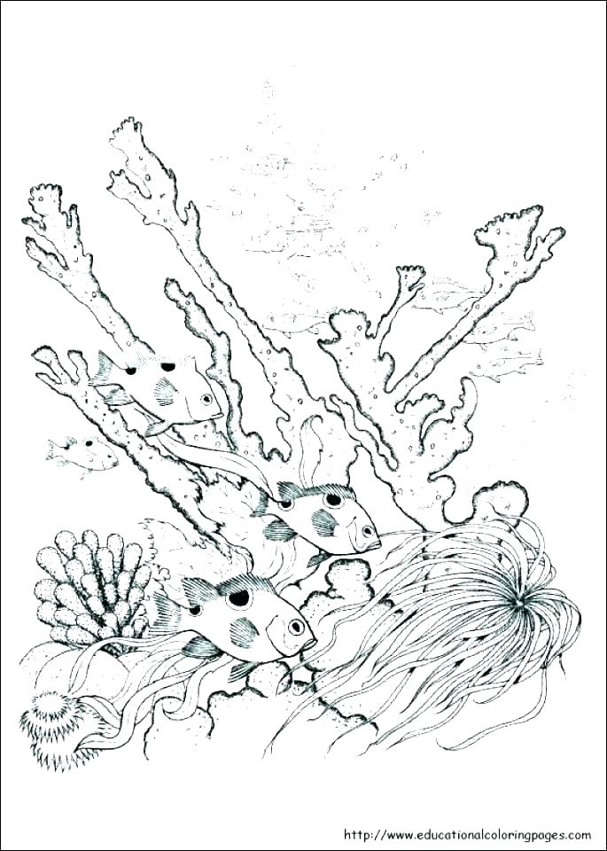 Free Nature Coloring Pages For Adults Nature Coloring Pages Free 685x960 Free Nature Coloring Pages For Adults Nature Coloring Pages Free