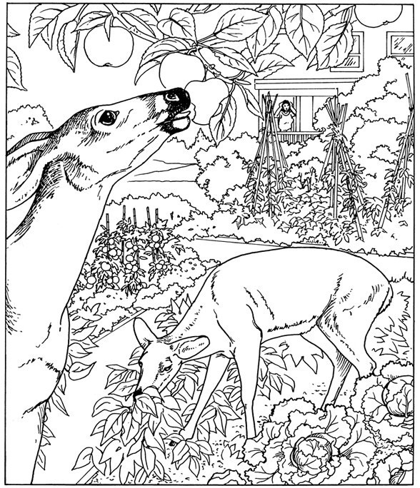 Free Printable Nature Coloring Pages Free Nature Coloring Pages 588x684 Free Printable Nature Coloring Pages Free Nature Coloring Pages